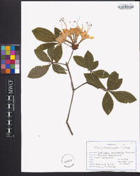 Lonicera canadensis image